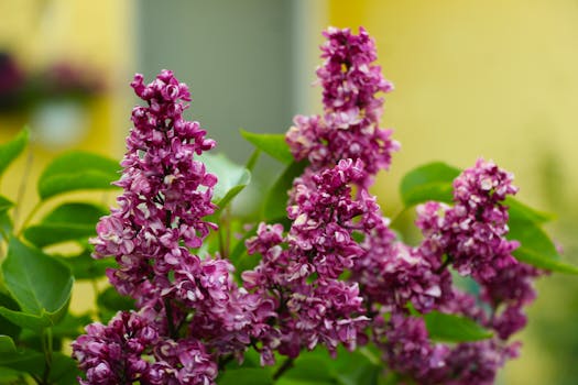 Jak Vůně Proměňují Zahrady: Užitečnost Aromat v Zahradním Designu